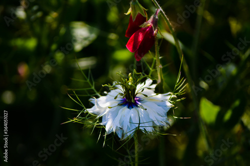 nigella flower in bloom