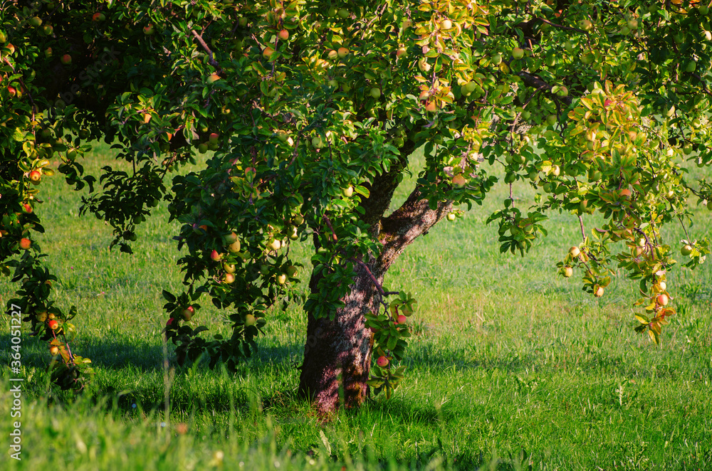Naklejka premium Obstgarten mit reifen Äpfeln 