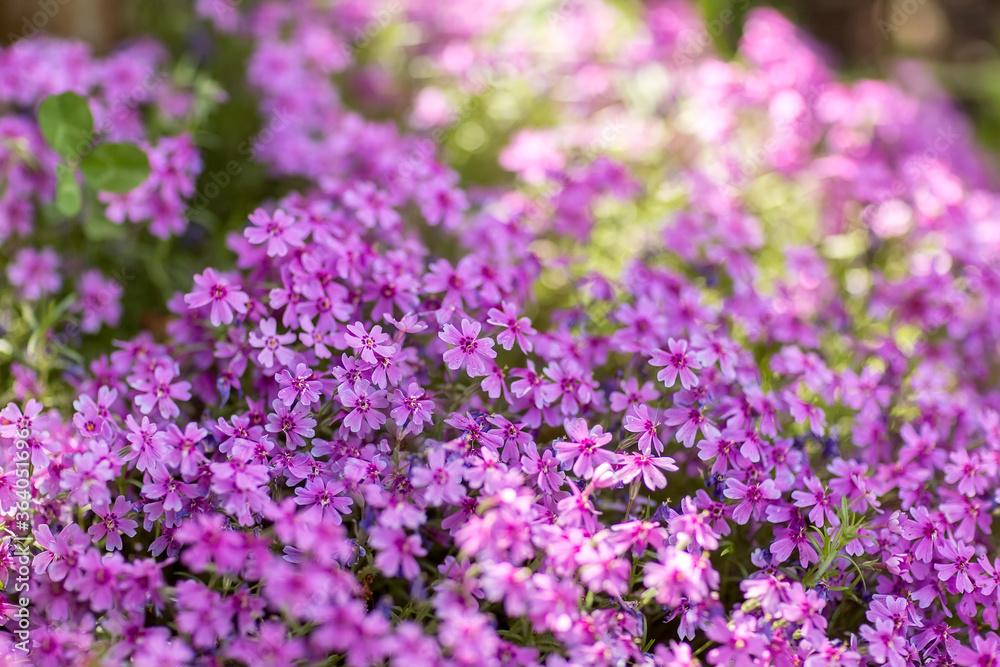 natural plant texture from a variety of small purple lilac flowers