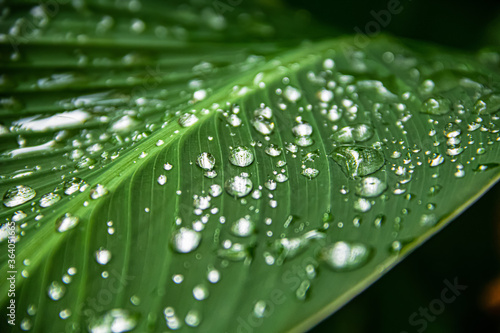 Transparent rain water on a green leaf of a canna plant. close up photo. after heavy rain, flowers and leaves acquire their natural beauty. beautiful background, focus on drops