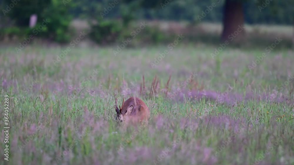 Roe buck grazing on the meadow, summer, (capreolus capreolus), germany