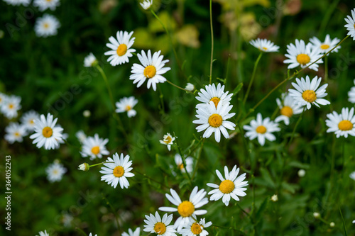 Many camomile flowers on wide field under midday sun.Daisy in a meadow rich in flowers .Green grass and chamomiles in the nature  in garden