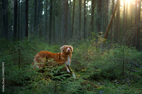 red dog in forest. Nova Scotia Duck Tolling Retriever in nature. Walk with a pet