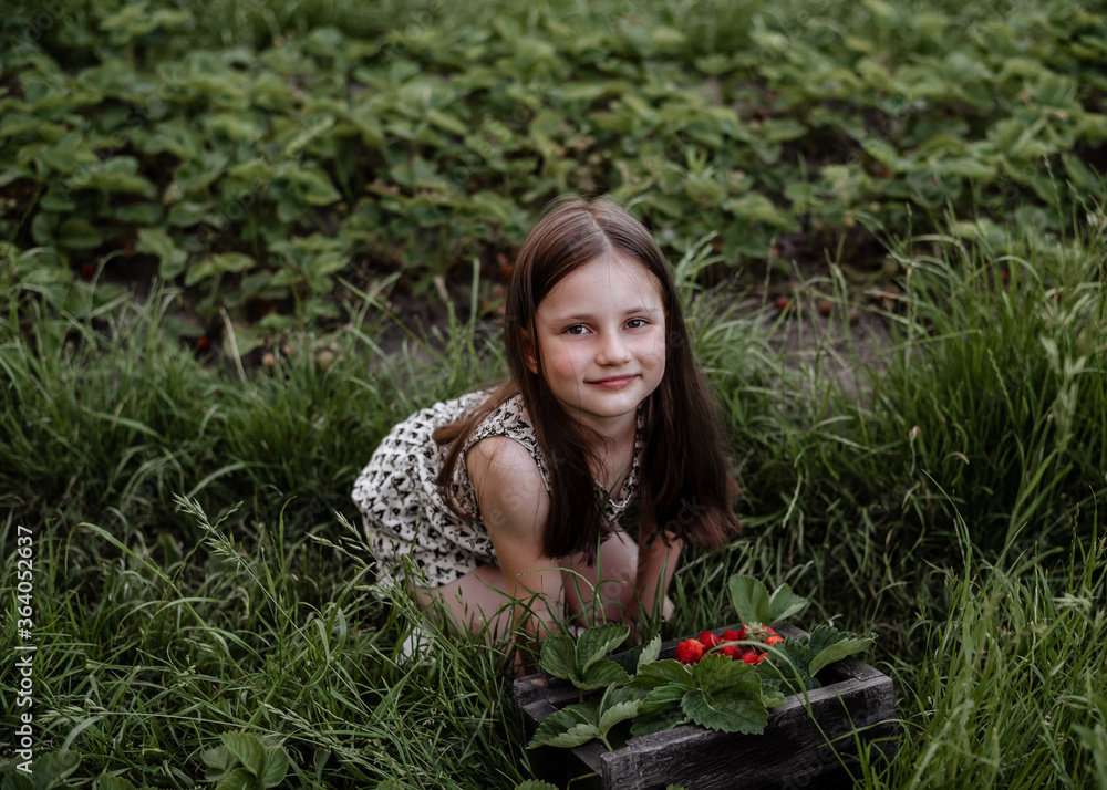 Girl 5 years old collects strawberries in the garden. Little girl in summer overalls in the garden with strawberries Girl 5 years old collects strawberries in the garden. Little girl in summer overalls in the garden with strawberries