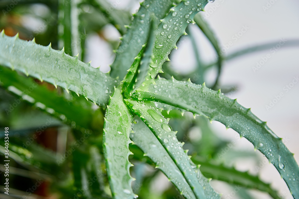 Aloe vera is a popular medicinal plant for health and beauty, on a white background. Useful herbal medicine for skin care and hair care used as treatment, smoothie. Close up of green leaves. Aloe vera is a popular medicinal plant for health and beauty, on a white background. Useful herbal medicine for skin care and hair care used as treatment, smoothie. Close up of green leaves.