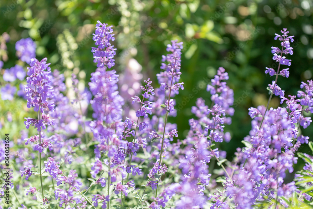 Obraz premium 夏のフラワーガーデンに咲く花