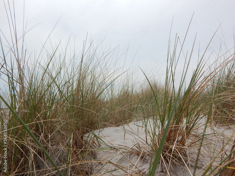 grass and water grass and water