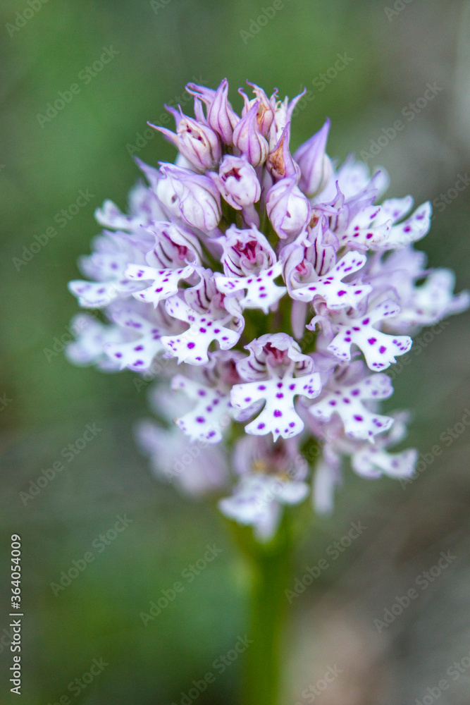 Three-toothed Orchid (Orchis tridentata) in natural habitat Three-toothed Orchid (Orchis tridentata) in natural habitat