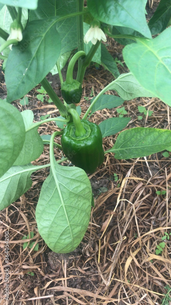 Fototapeta premium eggplant in the garden