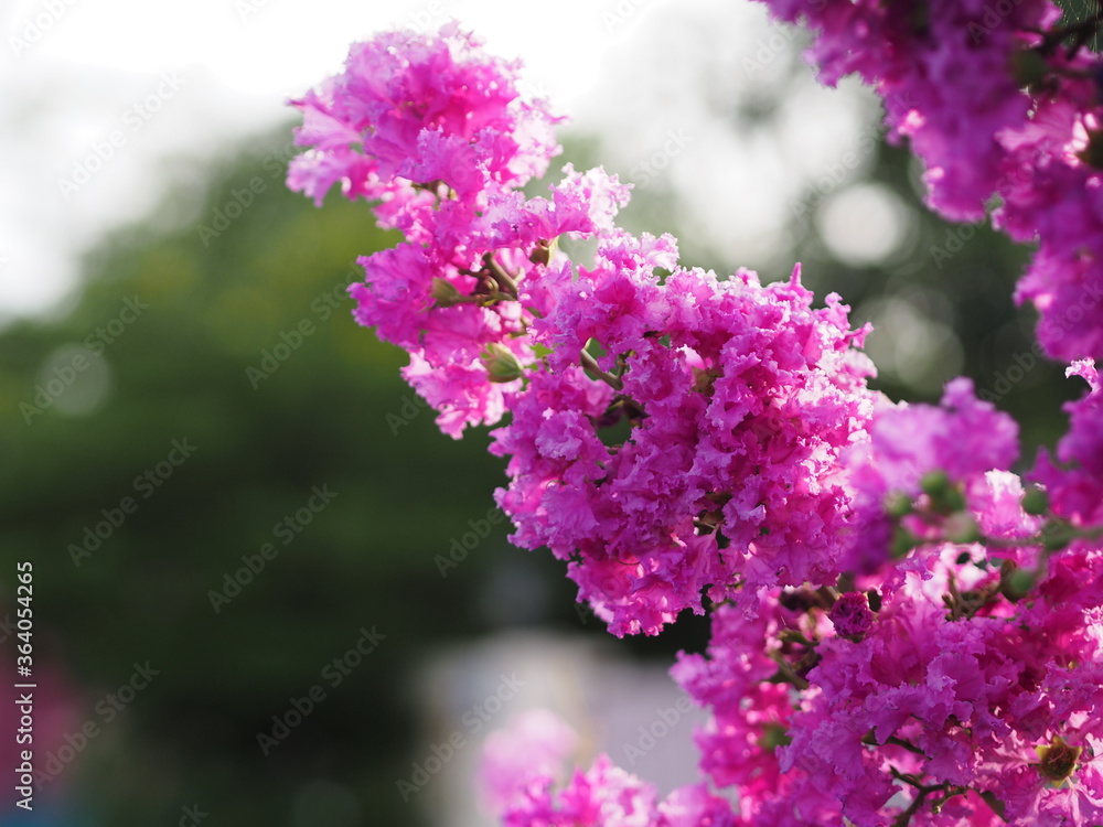 Obraz premium purple flower Bouquet beautiful blooming in garden blurred nature background