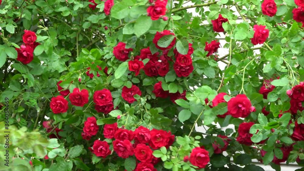 Rose bush in the wind. Red bush in the wind on a sunny, summer day. Beautiful red roses growing in garden Rose bush in the wind. Red bush in the wind on a sunny, summer day. Beautiful red roses growing in garden