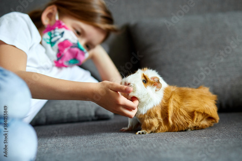 Little girl in mask playing with red guinea pig, cavy at home at sofa while in quarantine.
