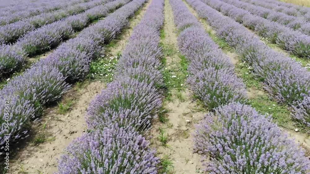 Field of lavender with no people and aerial view with the drone. Ecology plantation of lavander flower garden. Purple and magenta bush at the countryside. Lilac blossom in the springtime Field of lavender with no people and aerial view with the drone. Ecology plantation of lavander flower garden. Purple and magenta bush at the countryside. Lilac blossom in the springtime