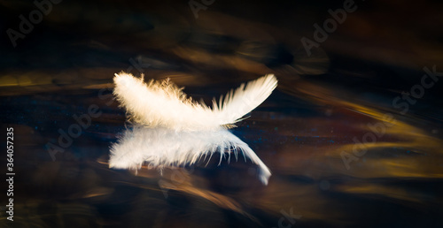 feather reflections on water