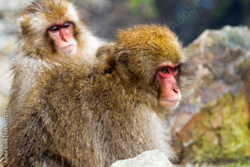 Snow monkeys in a natural onsen (hot spring), located in Jigokudani Park, Yudanaka. Nagano, Japan. Mammalia / Primates / Cercopithecidae / Macaca / Macaca fuscata photo