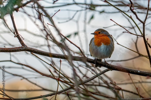 Red robin sitting on a branch looking away.