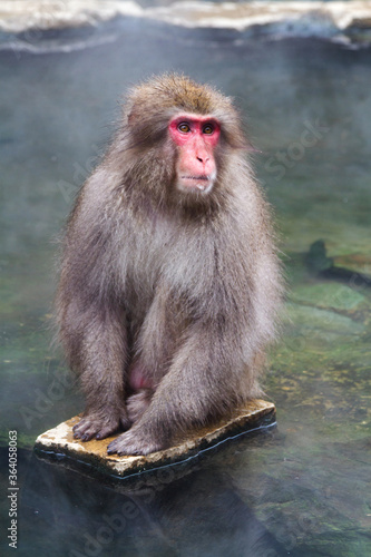 Snow monkeys in a natural onsen (hot spring), located in Jigokudani Park, Yudanaka. Nagano, Japan. Mammalia / Primates / Cercopithecidae / Macaca / Macaca fuscata photo