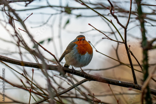 Red robin sitting on a branch 