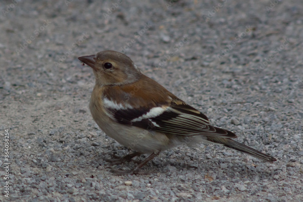 small uk finch on the path small uk finch on the path