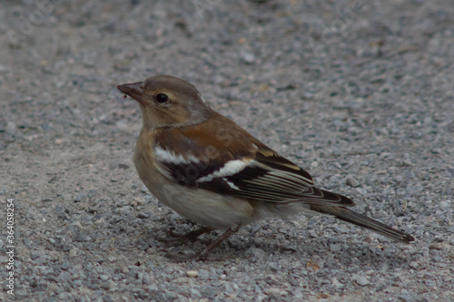 small uk finch on the path 