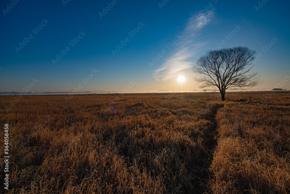 Fototapeta premium Tree in the field