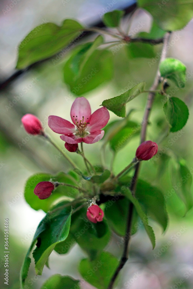 Obraz premium beautiful pink and white apple tree flowers in spring, sunny day