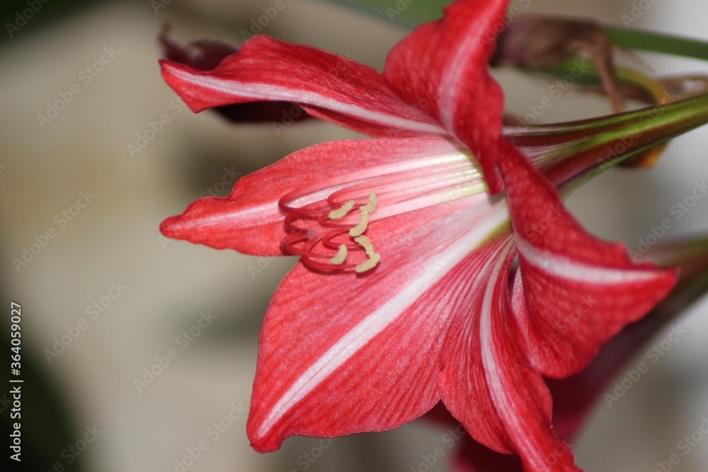 Fototapeta premium red lily flower