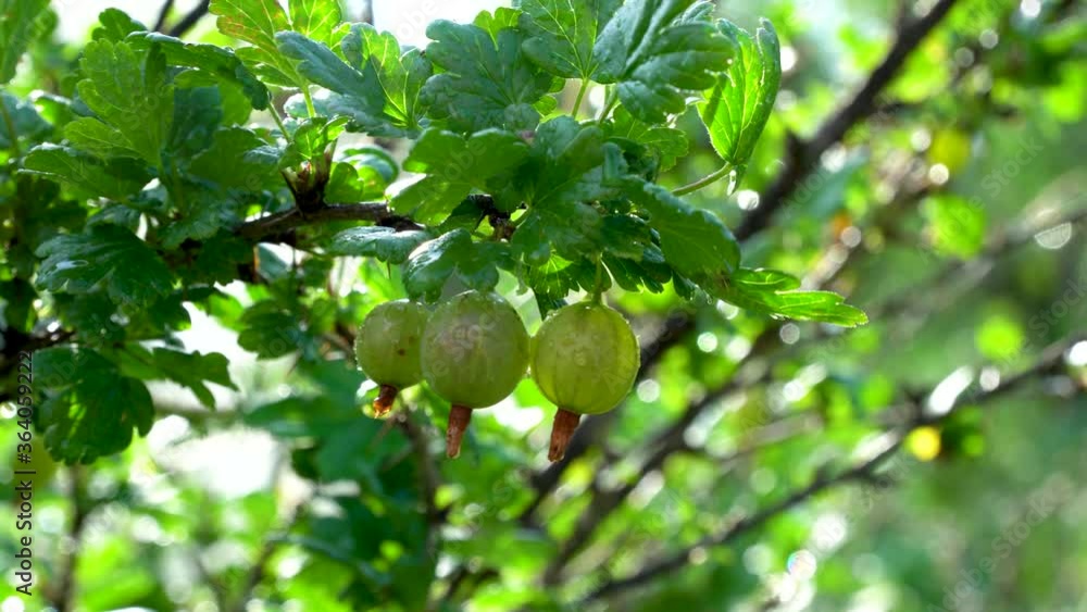 Bush Ribes uva-crispa. branch with green gooseberries. selective focus. Used in medicine. recommended for metabolic disorders and obesity. Grossularia reclinata used as a diuretic and choleretic Bush Ribes uva-crispa. branch with green gooseberries. selective focus. Used in medicine. recommended for metabolic disorders and obesity. Grossularia reclinata used as a diuretic and choleretic