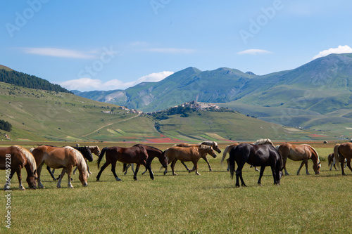 Fotografie lentil fiorityre poppies and cornflowers national park sibillini mountains caste