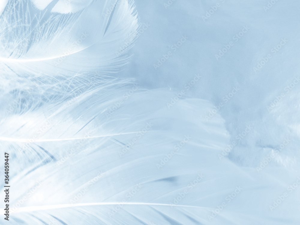 Obraz premium Beautiful abstract colorful blue feathers on white background and soft white feather texture on blue pattern and blue background, feather background, blue banners