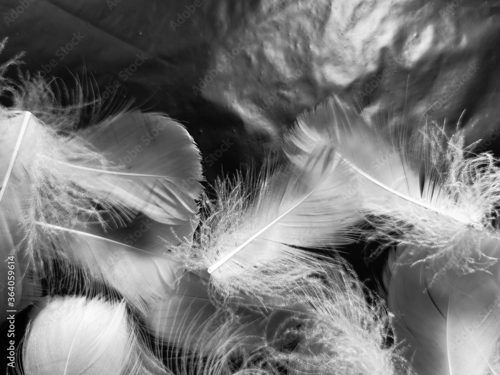 Obraz premium Beautiful abstract white feathers on black background and soft black feather texture on white pattern and light background, gray feather background, gray banners