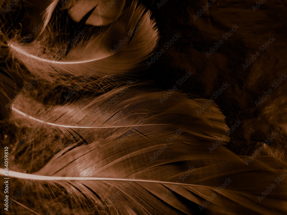 Beautiful abstract white and brown feathers on black background and