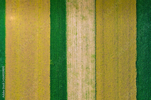 Aerial view of summer fields, harvest time, fields from above. Agricultural fields on a summer day.
