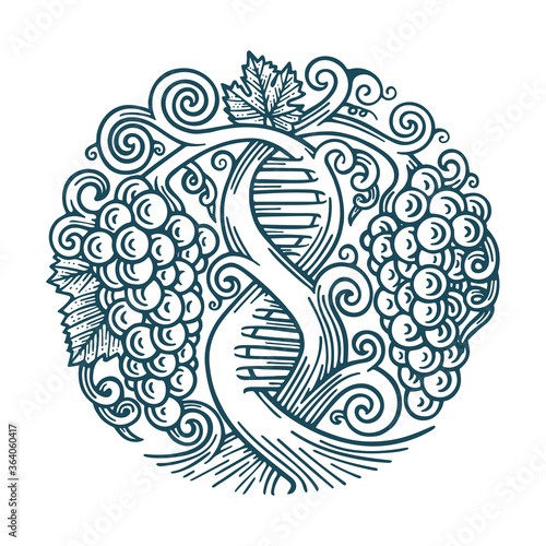 Grape and vine. Wine making tradition concept. DNA and infinity symbols drawn with grape vine. Hand drawn vine and grape bunch engraving style illustration. Part of set.