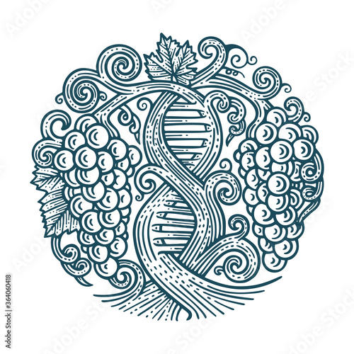 Grape and vine. Wine making tradition concept. DNA and infinity symbols drawn with grape vine. Hand drawn vine and grape bunch engraving style illustration. Part of set.