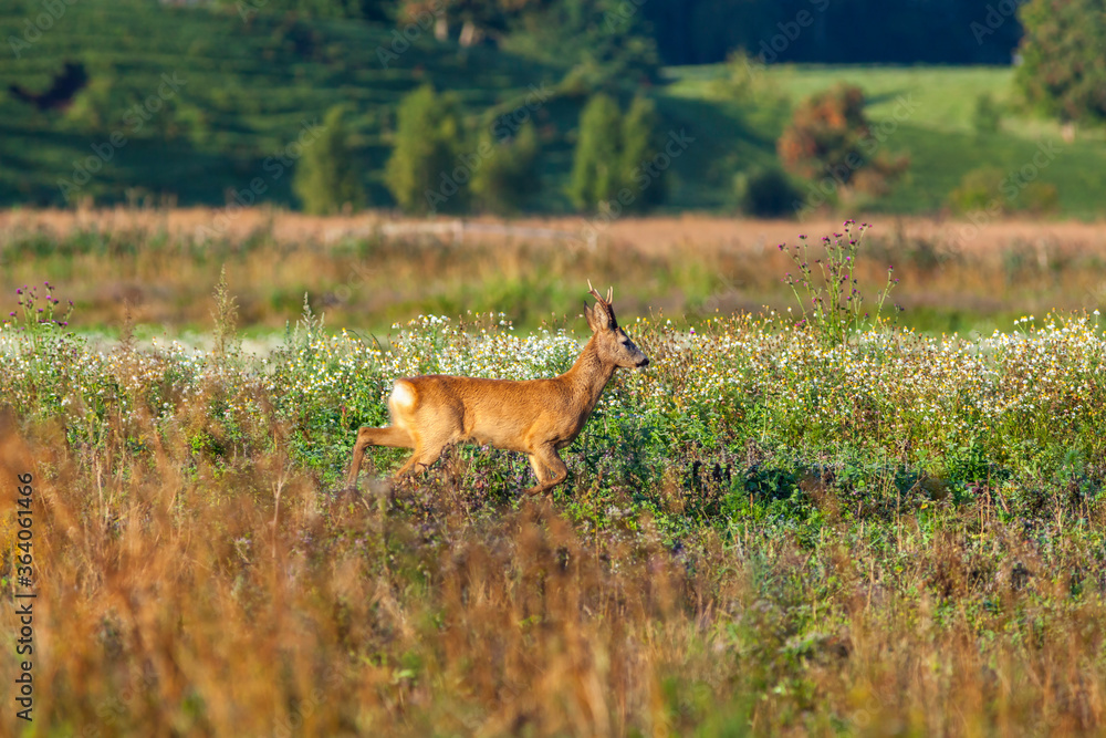 Alone Roebuck on a flowering meadow Alone Roebuck on a flowering meadow