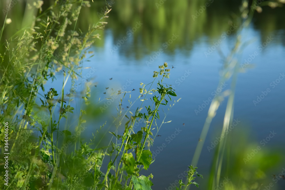 Wild grass on the lake. Evening. Mosquitos fly over the grass. Wild grass on the lake. Evening. Mosquitos fly over the grass.