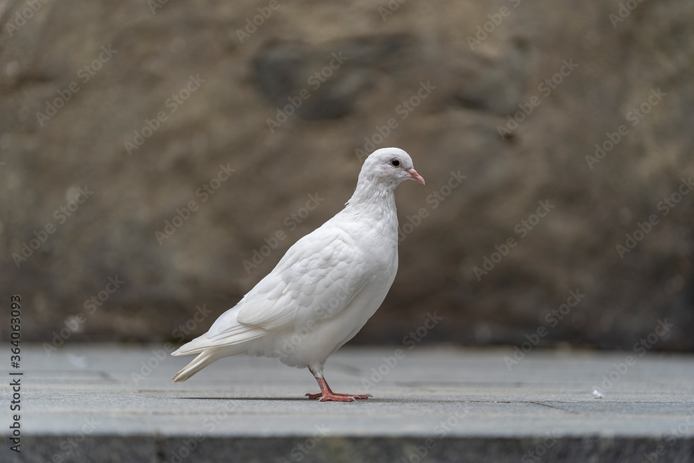 White dove sits on the sidewalk in a mountain village near the city of Danang, Vietnam White dove sits on the sidewalk in a mountain village near the city of Danang, Vietnam
