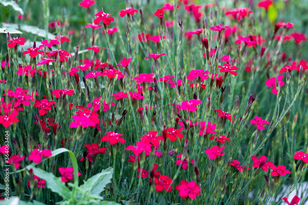 Red garden carnation flowers (Dianthus Grandiflorus) on early summer on back of grandma house.