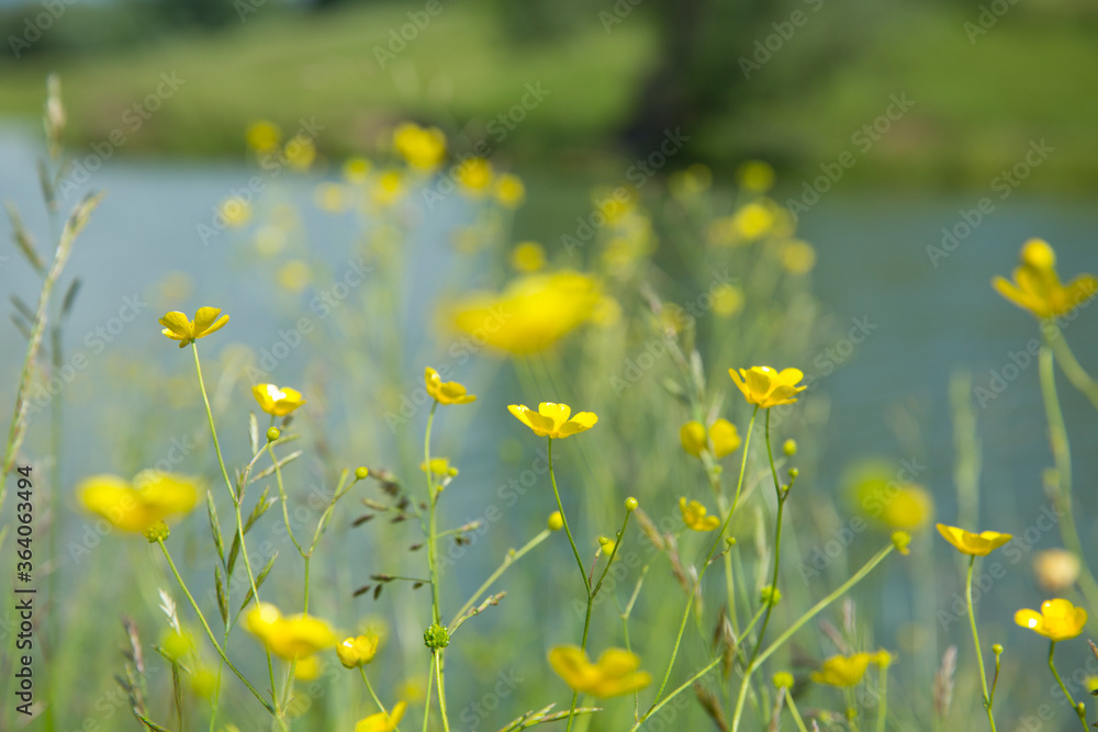 Yellow buttercups in the meadow, in the background a river. Blur background. Yellow buttercups in the meadow, in the background a river. Blur background.