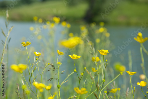 Yellow buttercups in the meadow, in the background a river. Blur background.