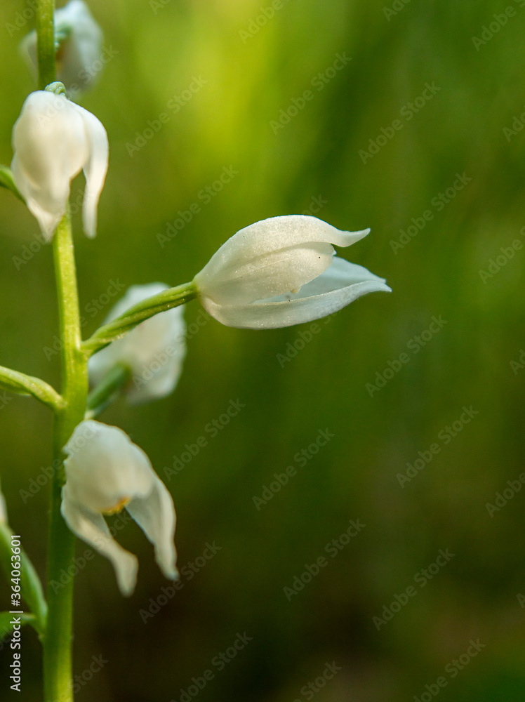 Sword-leaved Helleborine (Cephalanthera longifolia) in natural habitat Sword-leaved Helleborine (Cephalanthera longifolia) in natural habitat