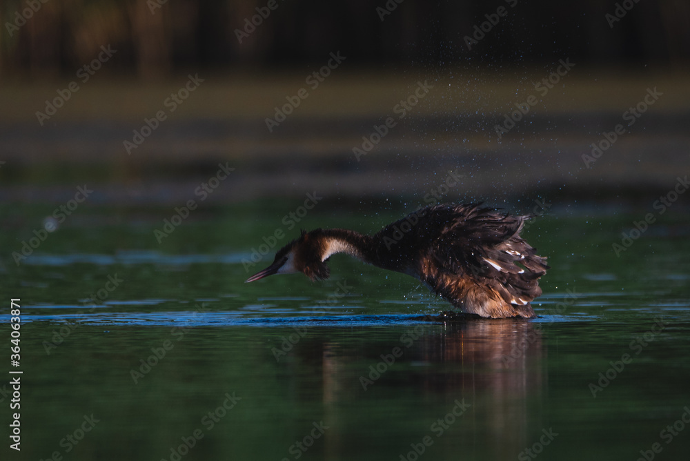Fototapeta premium The Crested Grebe bird lays its eggs on a small lake, Podiceps cristatus