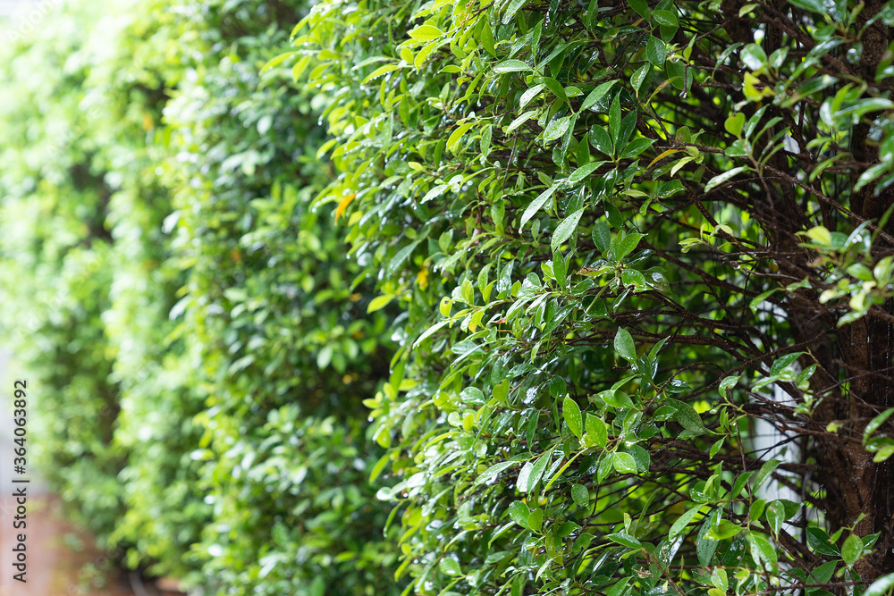 Obraz premium Fresh green leaf wall background.