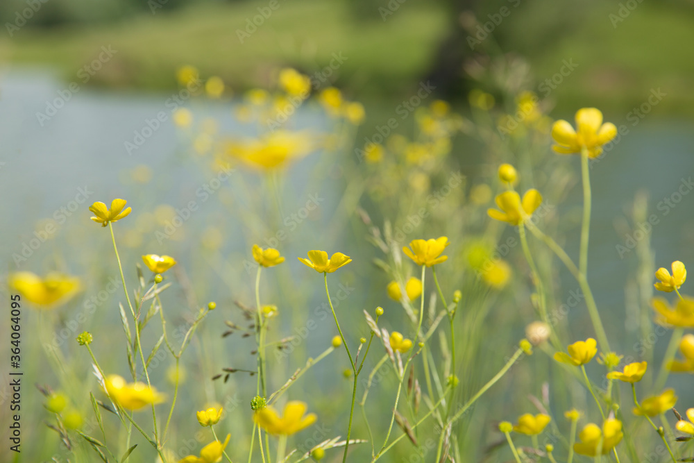 Yellow buttercups in the meadow, in the background a river. Blur background. Yellow buttercups in the meadow, in the background a river. Blur background.