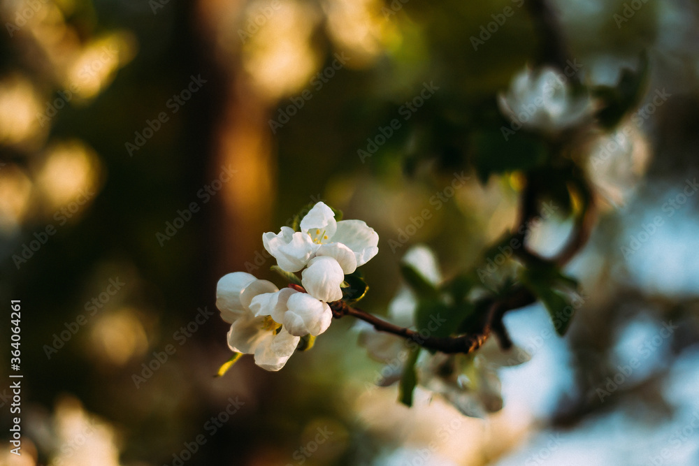 Obraz premium Apricot blossom selective focus blurry background