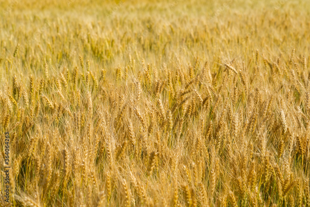 Wheat field with ripe ears, selective focus. Wheat field with ripe ears, selective focus.