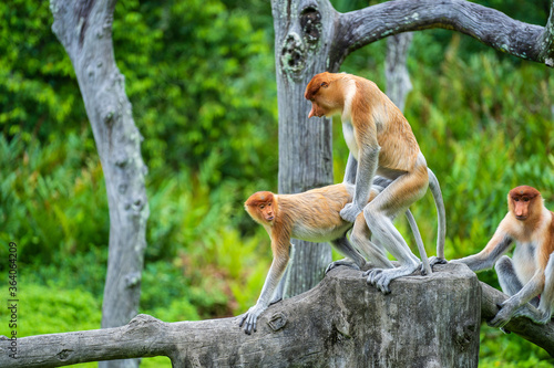 Fototapeta Naklejka Na Ścianę i Meble -  Pair of wild Proboscis monkeys makes love in the rainforest of island Borneo, Malaysia