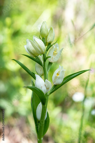 Large White Helleborine (Cephalanthera damasonium) photo