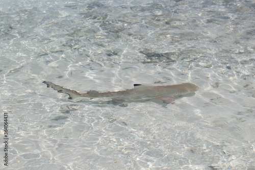 Little Shark in front of the Beach 